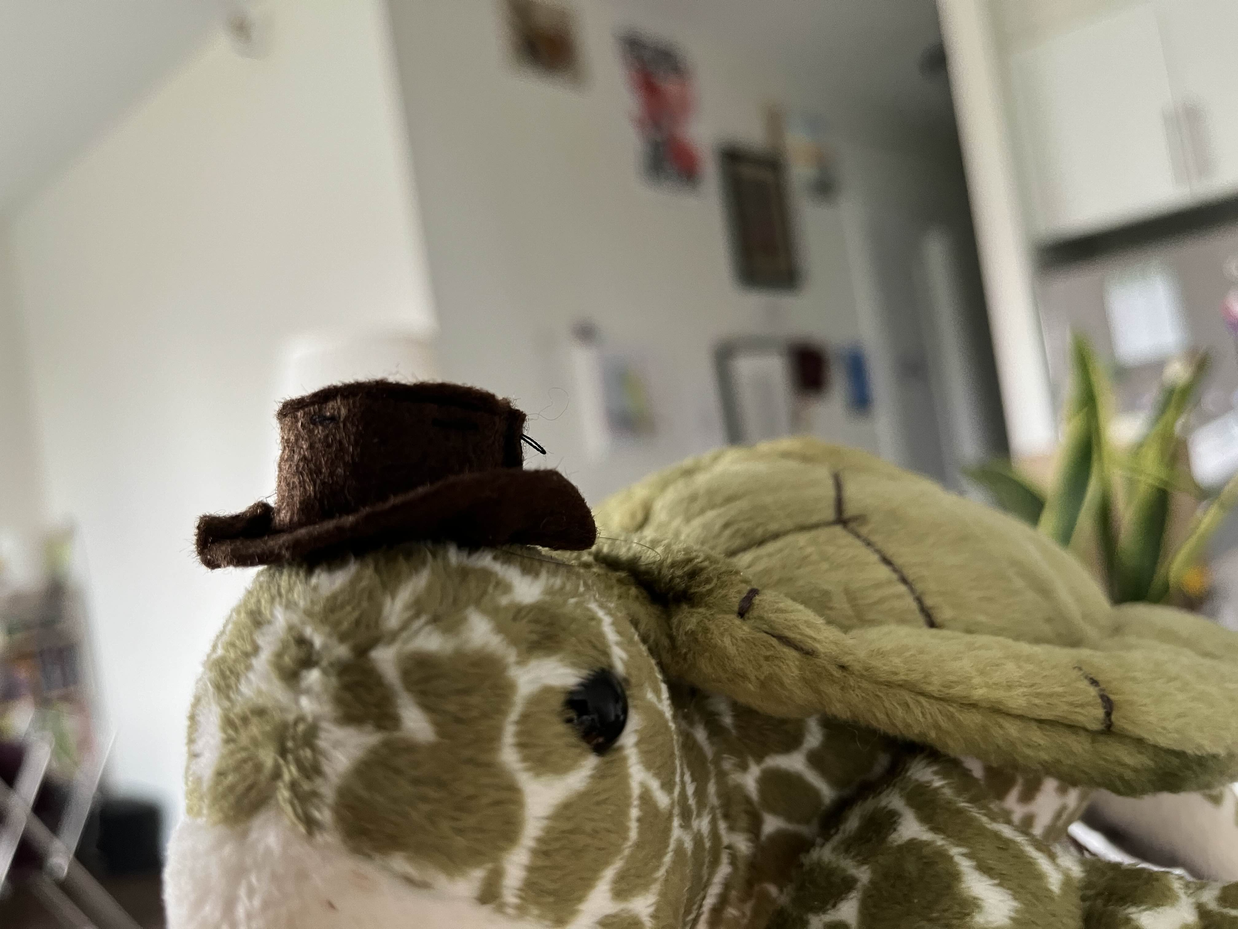 https://azalea.weisbl.at/assets/hats/turtle.png